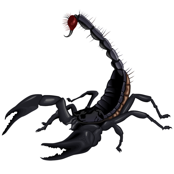 Scorpion PNG Free Download 19