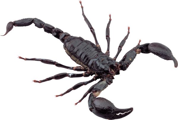 Scorpion PNG Free Download 2