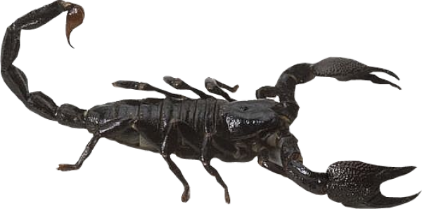 Scorpion PNG Free Download 22