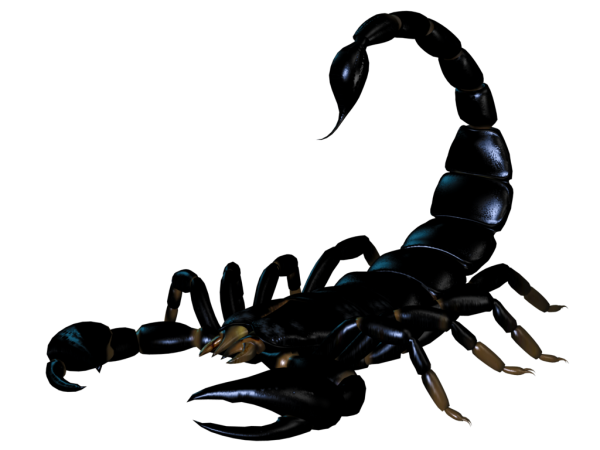 Scorpion PNG Free Download 24