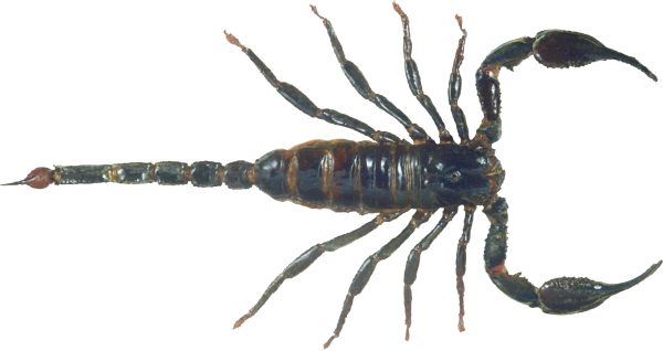 Scorpion PNG Free Download 4
