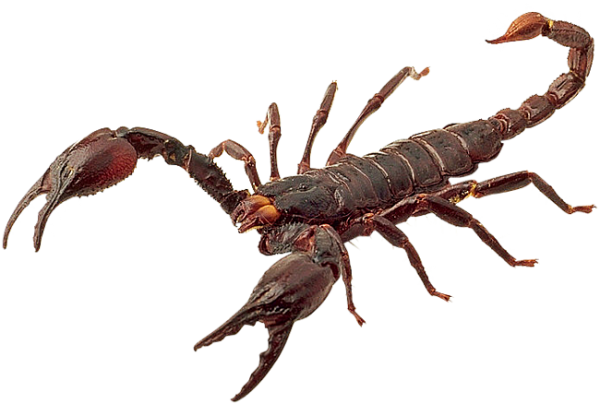 Scorpion PNG Free Download 7