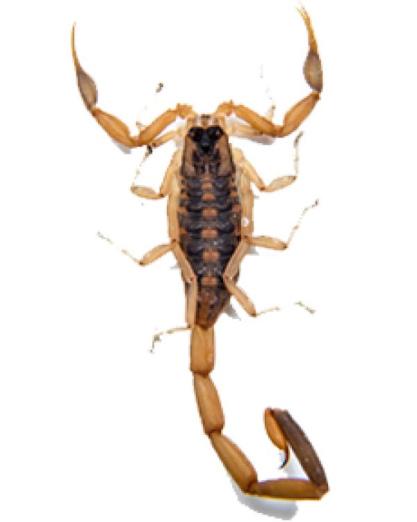 Scorpion PNG Free Download 9
