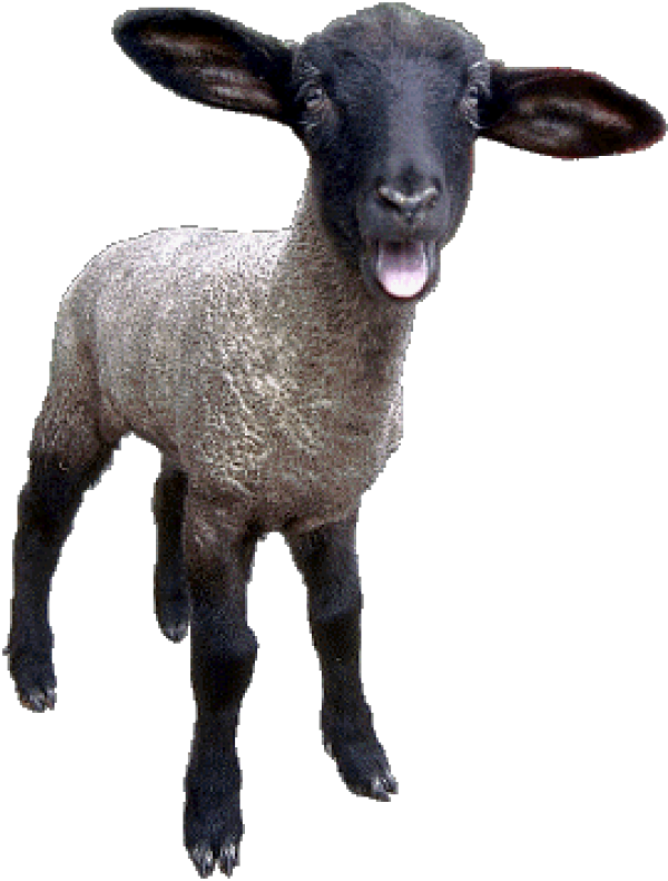 Sheep PNG Free Download 1