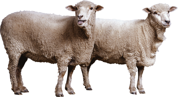 Sheep PNG Free Download 10