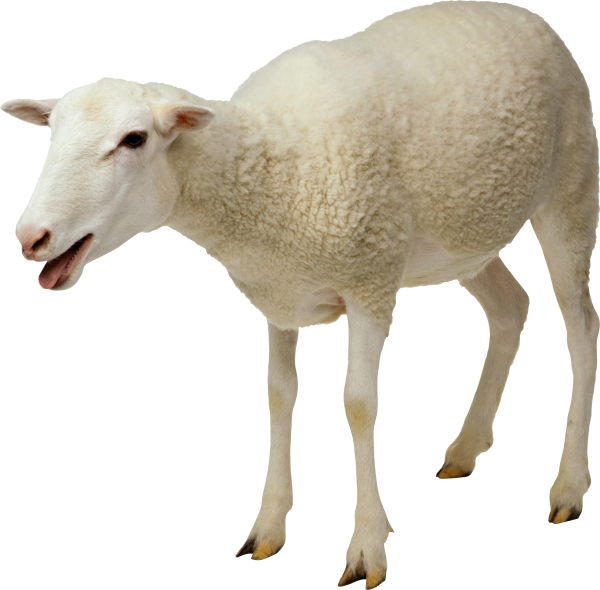 Sheep PNG Free Download 17