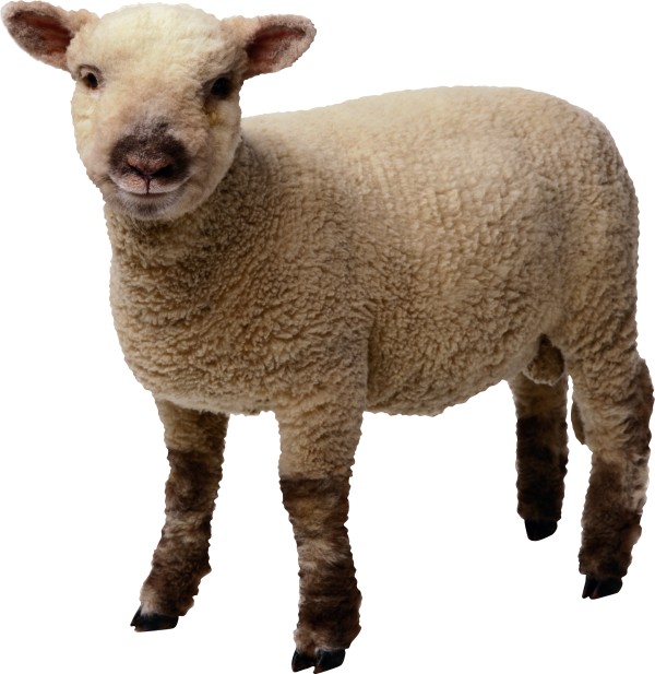 Sheep PNG Free Download 22