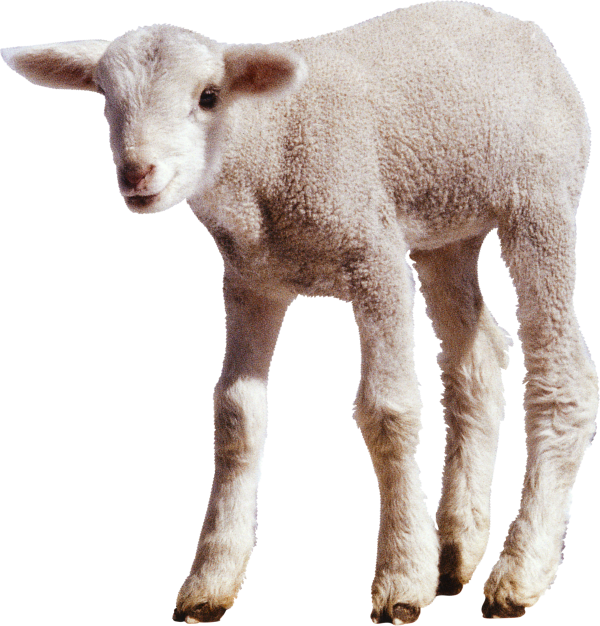 Sheep PNG Free Download 24