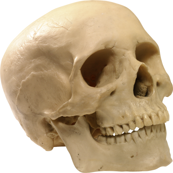 Skeleton PNG Free Download 23