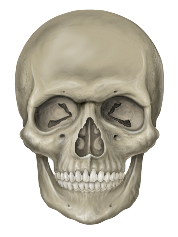 Skeleton PNG Free Download 32