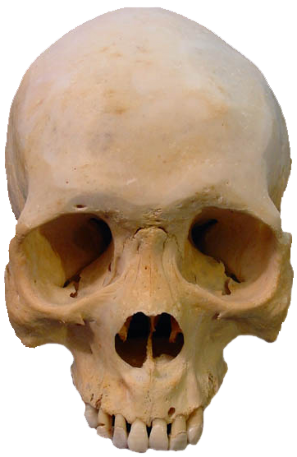 Skeleton PNG Free Download 33