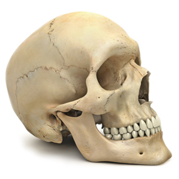 Skeleton PNG Free Download 34