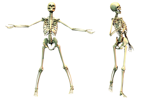 Skeleton PNG Free Download 38