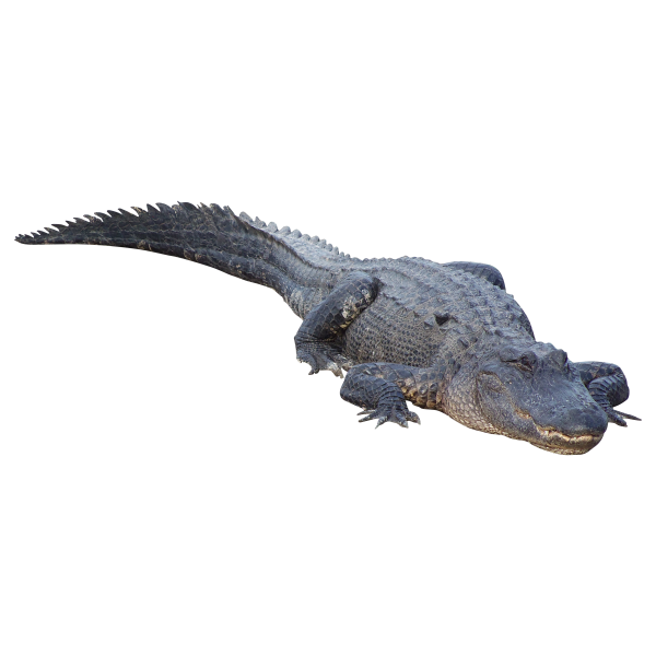 Sleeping Crocodile Png