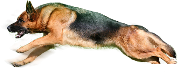 Sleeping Dog Png