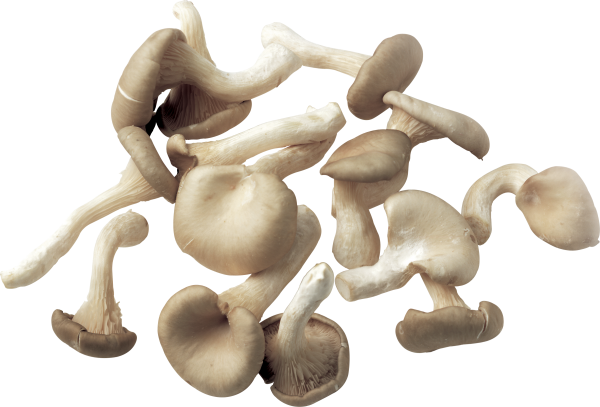 small driedmushroom free download png