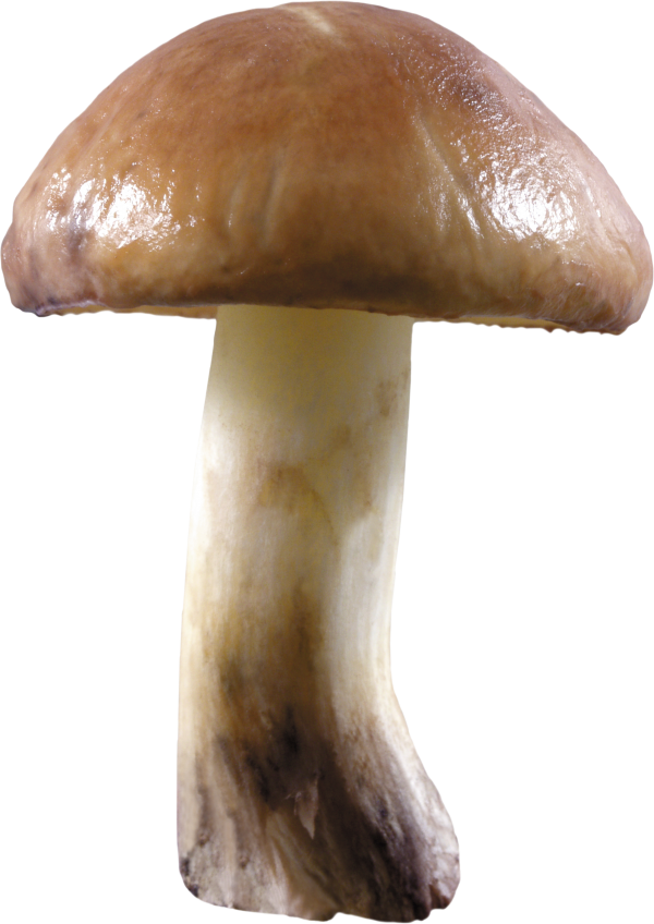 small mushroom free download png