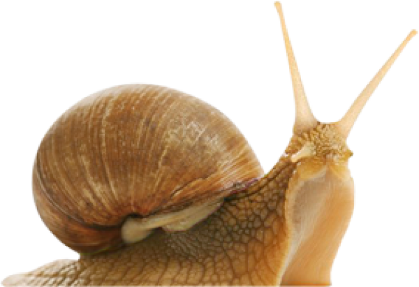 Snails PNG Free Download 18