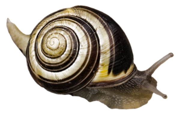 Snails PNG Free Download 19