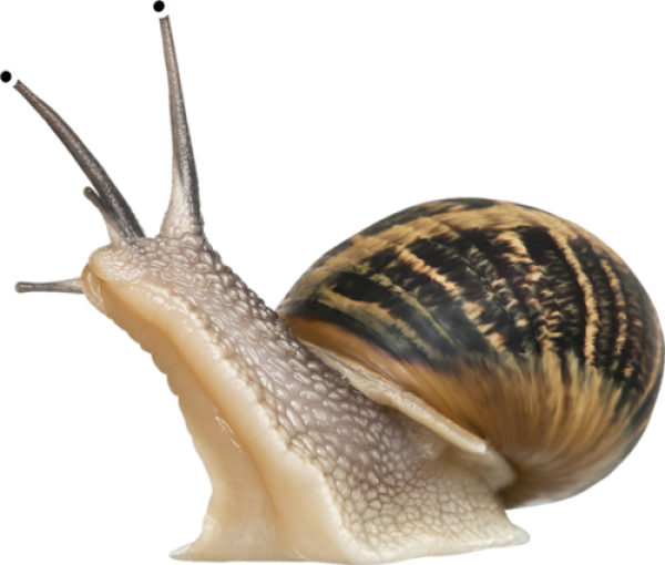 Snails PNG Free Download 2