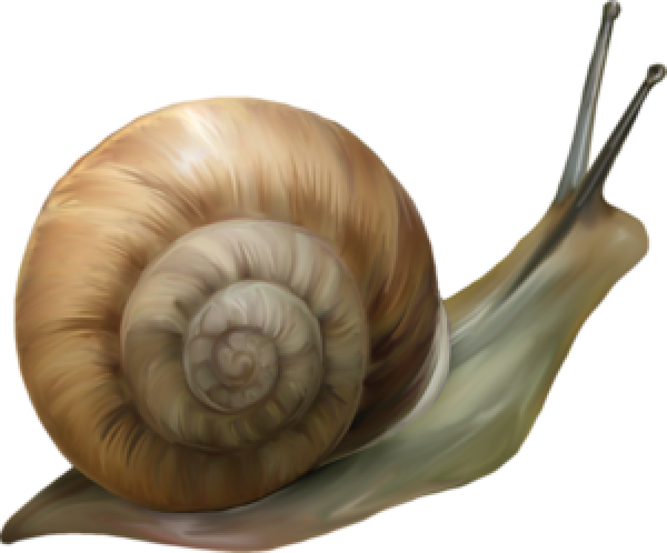 Snails PNG Free Download 7