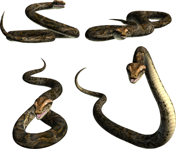 Snake PNG Free Download 1