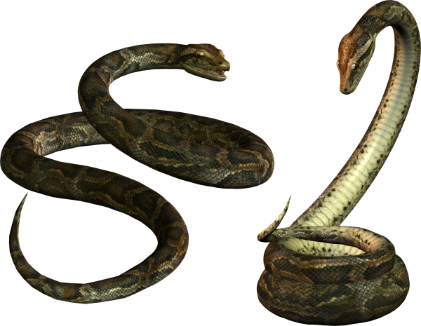 Snake PNG Free Download 10