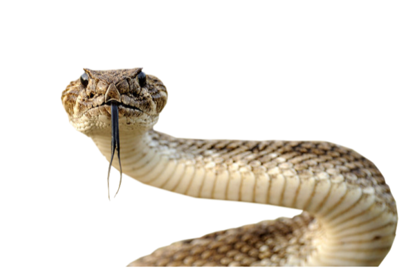 Snake PNG Free Download 12