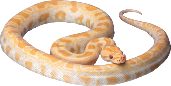 Snake PNG Free Download 13