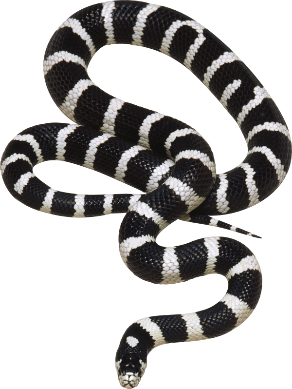 Snake PNG Free Download 14