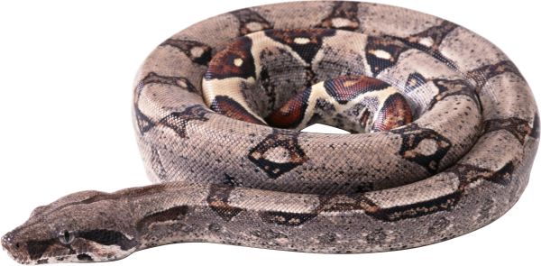 Snake PNG Free Download 16