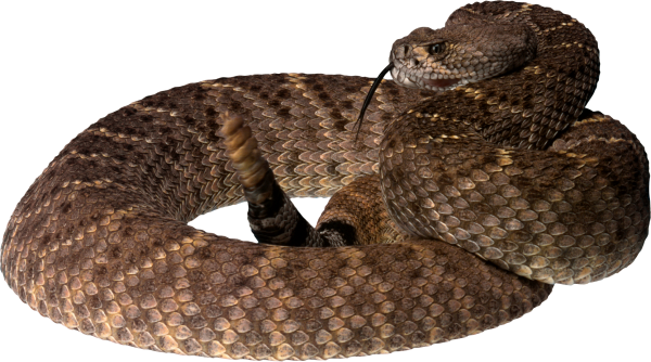 Snake PNG Free Download 17