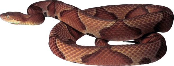 Snake PNG Free Download 18