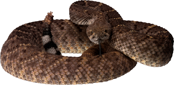 Snake PNG Free Download 19