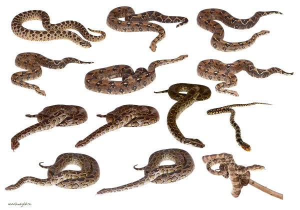 Snake PNG Free Download 2