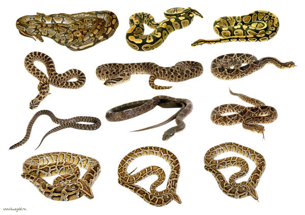 Snake PNG Free Download 20
