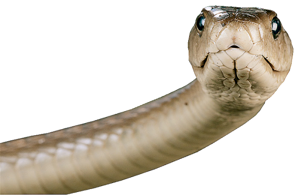 Snake PNG Free Download 22