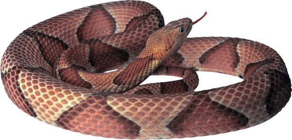 Snake PNG Free Download 25