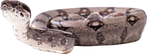 Snake PNG Free Download 26