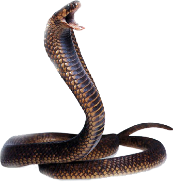 Snake PNG Free Download 27