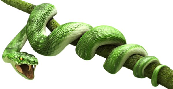 Snake PNG Free Download 28