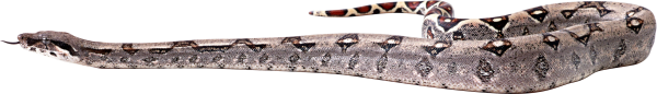 Snake PNG Free Download 29