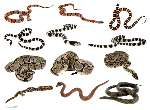 Snake PNG Free Download 3