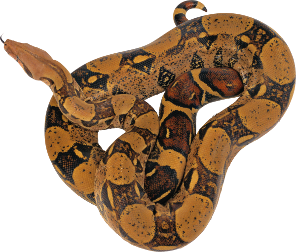 Snake PNG Free Download 30