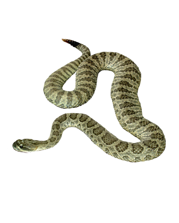 Snake PNG Free Download 31