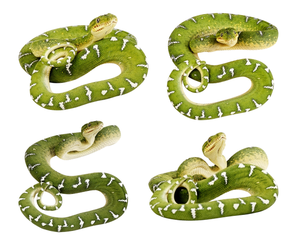 Snake PNG Free Download 33
