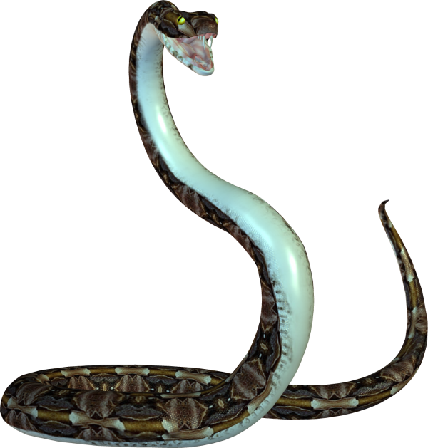 Snake PNG Free Download 34