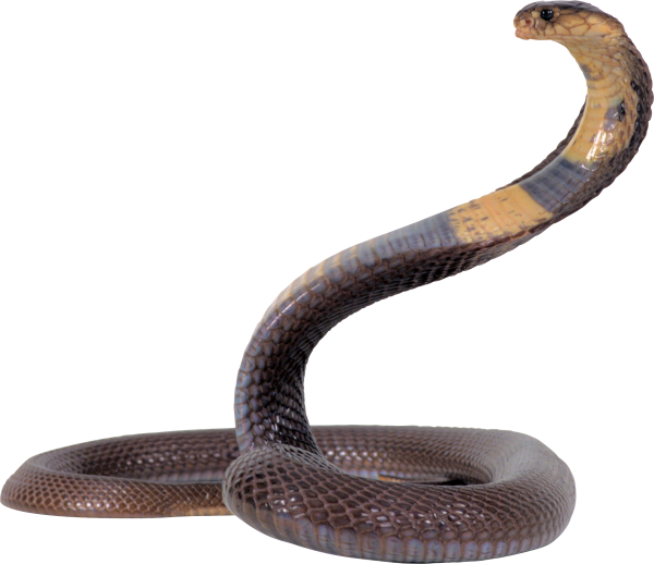 Snake PNG Free Download 35