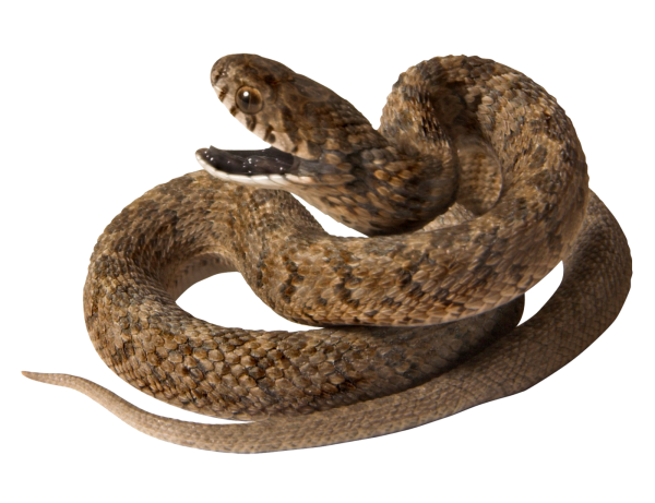 Snake PNG Free Download 36
