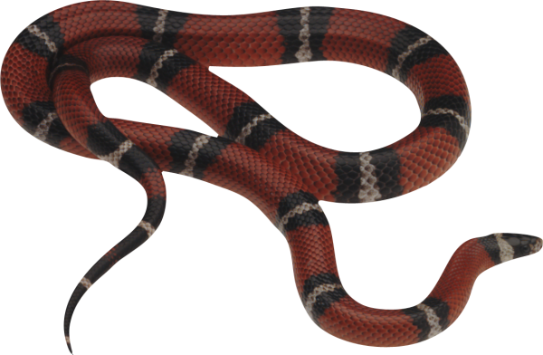 Snake PNG Free Download 37